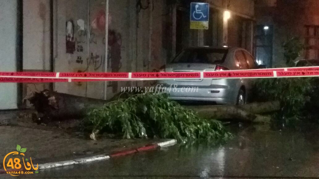 treej hsadua (5).jpg